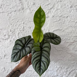 Alocasia Silver Dragon Variegated image 1