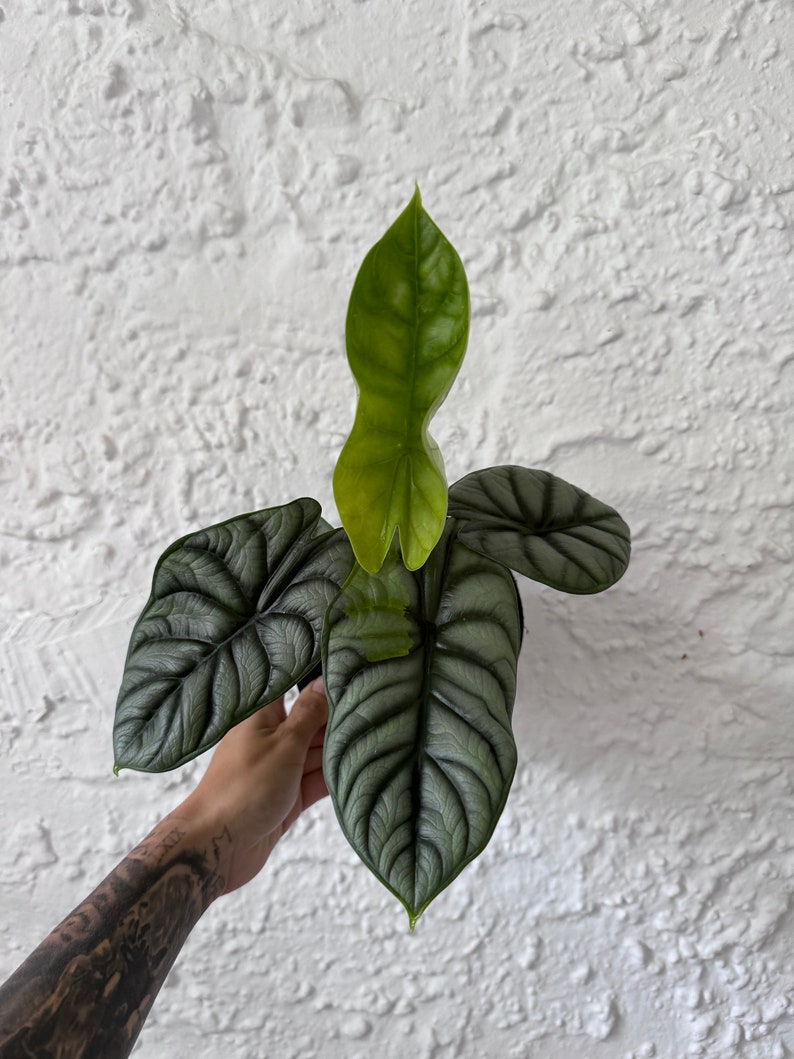 Alocasia Silver Dragon Variegated image 1