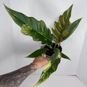 Philodendron Caramel Marble