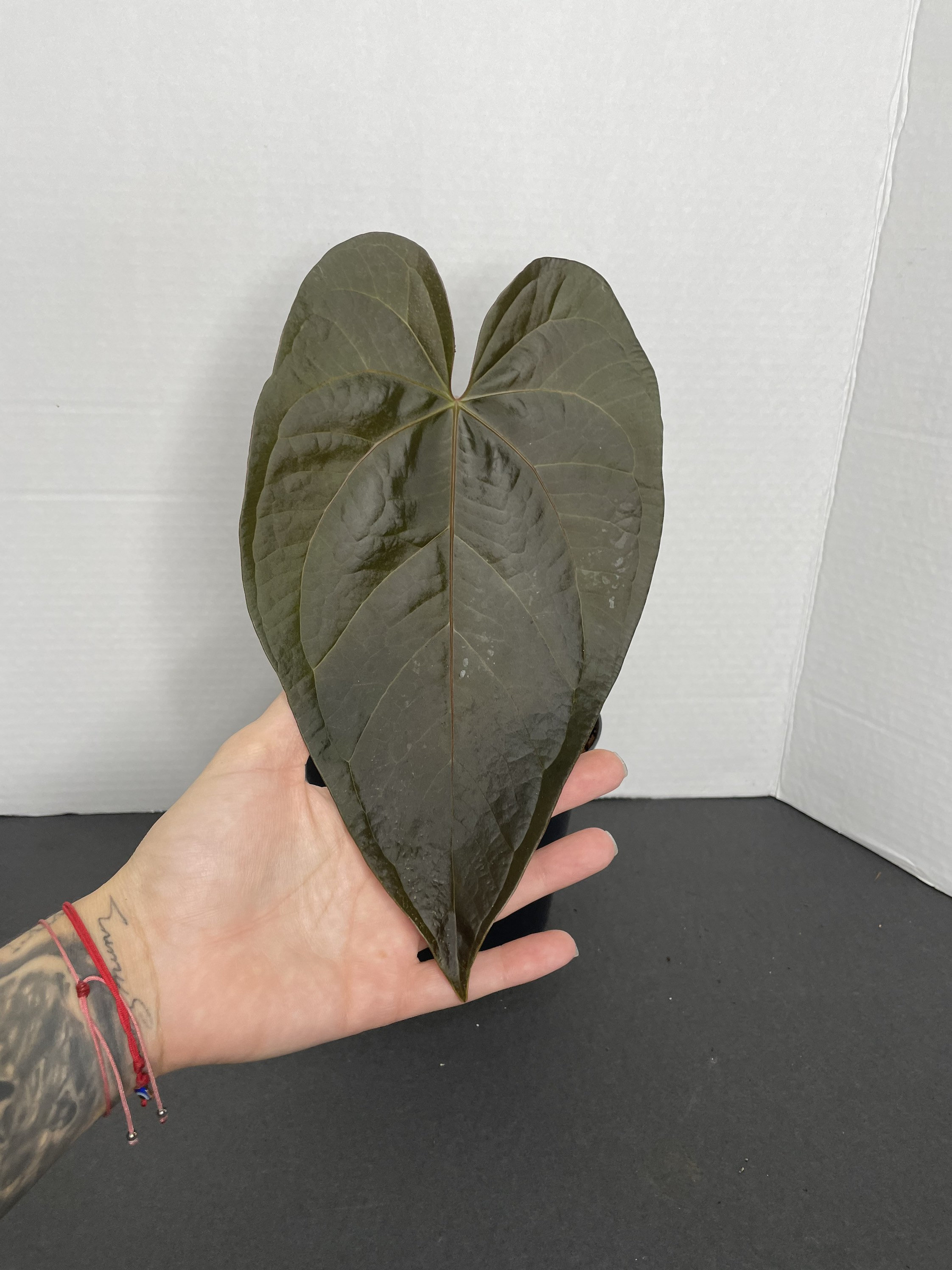 Uj Anthurium Queen Of Heart アンスリューム クイーンオブハート レビュー高評価の商品