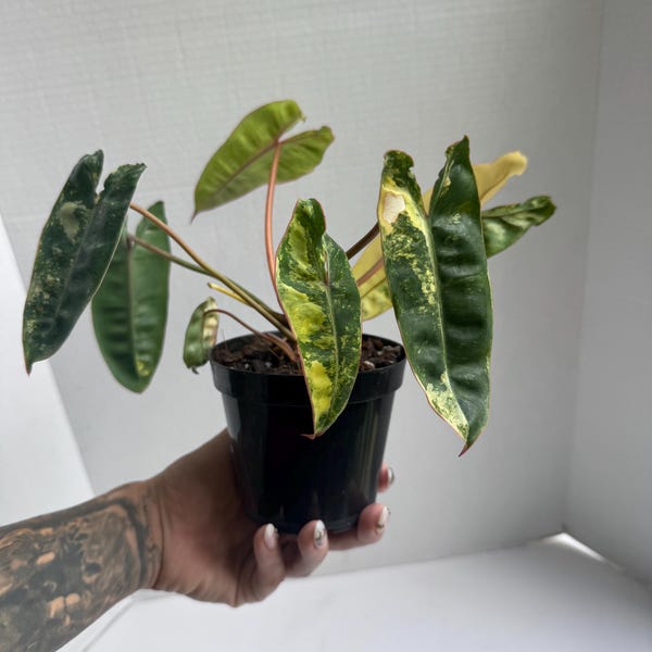 Philodendron Billietiae Variegated