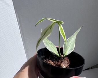 US Seller- RARE Hoya Pubicalyx Albomarginata Outer Variegated