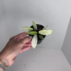 Philodendron Whipple Way