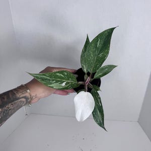 Philodendron White Knight Marble King