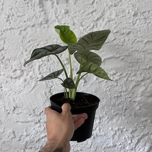 Alocasia Silver Dragon Variegated image 3