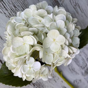 May include: A close-up of a white hydrangea flower head with multiple petals and a yellow centre. The flower has a green stem and a green leaf. The flower is on a white and grey wooden surface.