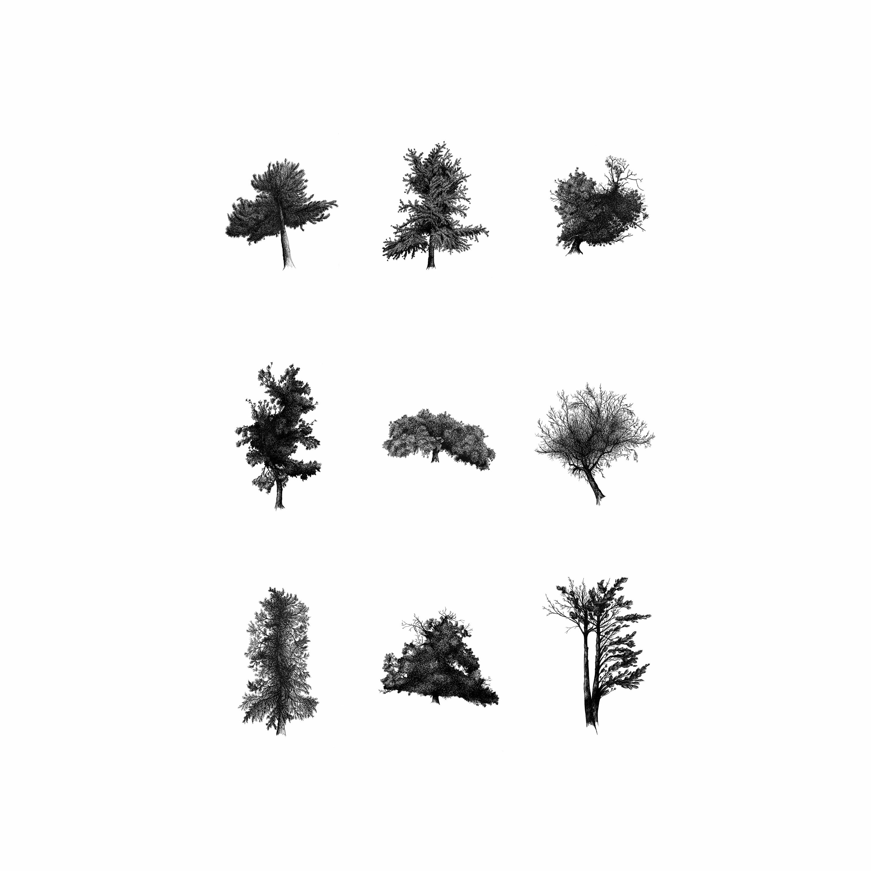 Affiche A3 Neuf Arbres, Dessin, Édition Limitée, Numérotée et Signée | Vendu Sans Cadre