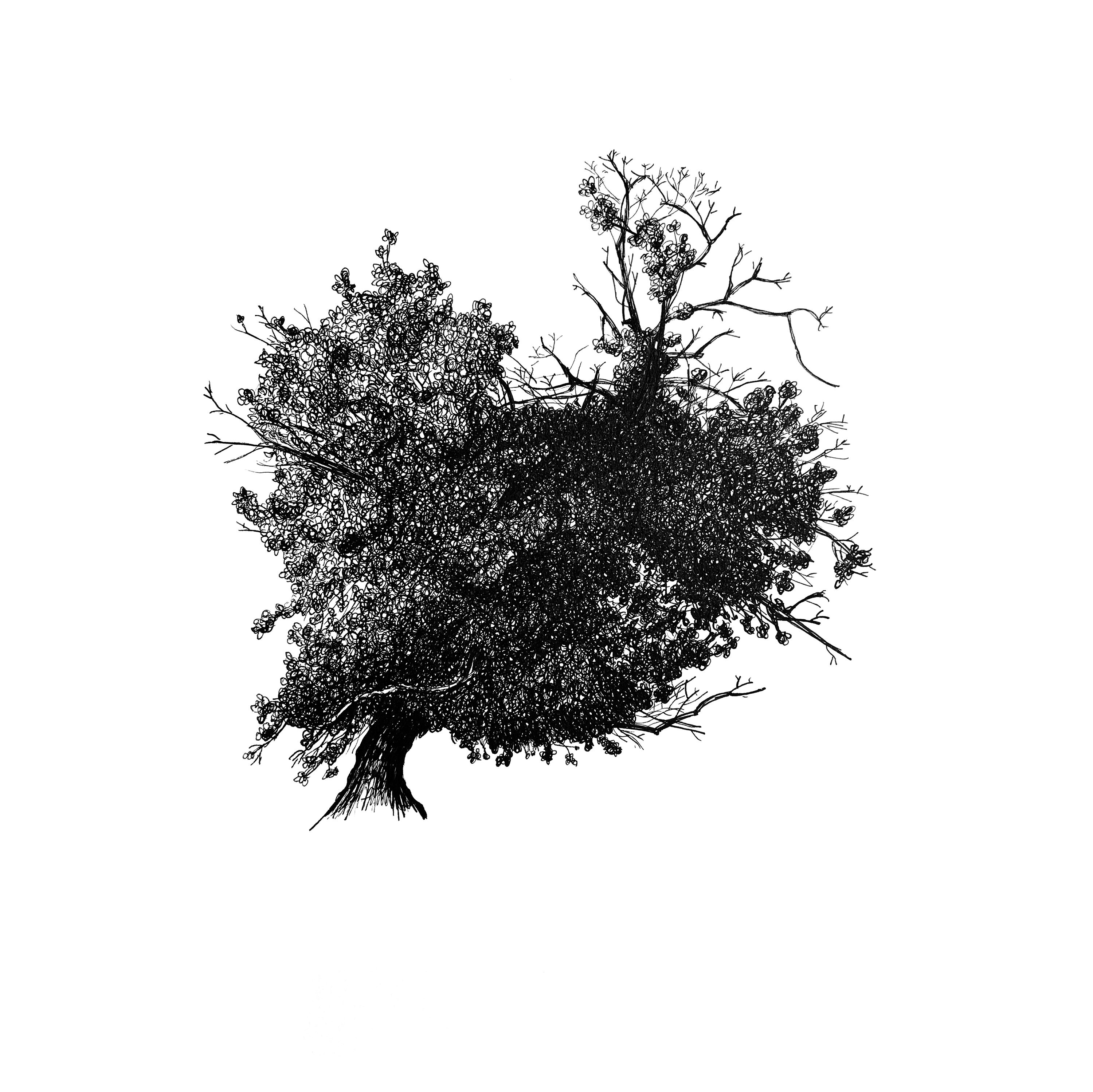 Affiche A4 Arbre, Ricardo, Dessin, Édition Limitée, Numérotée et Signée | Vendu Sans Cadre