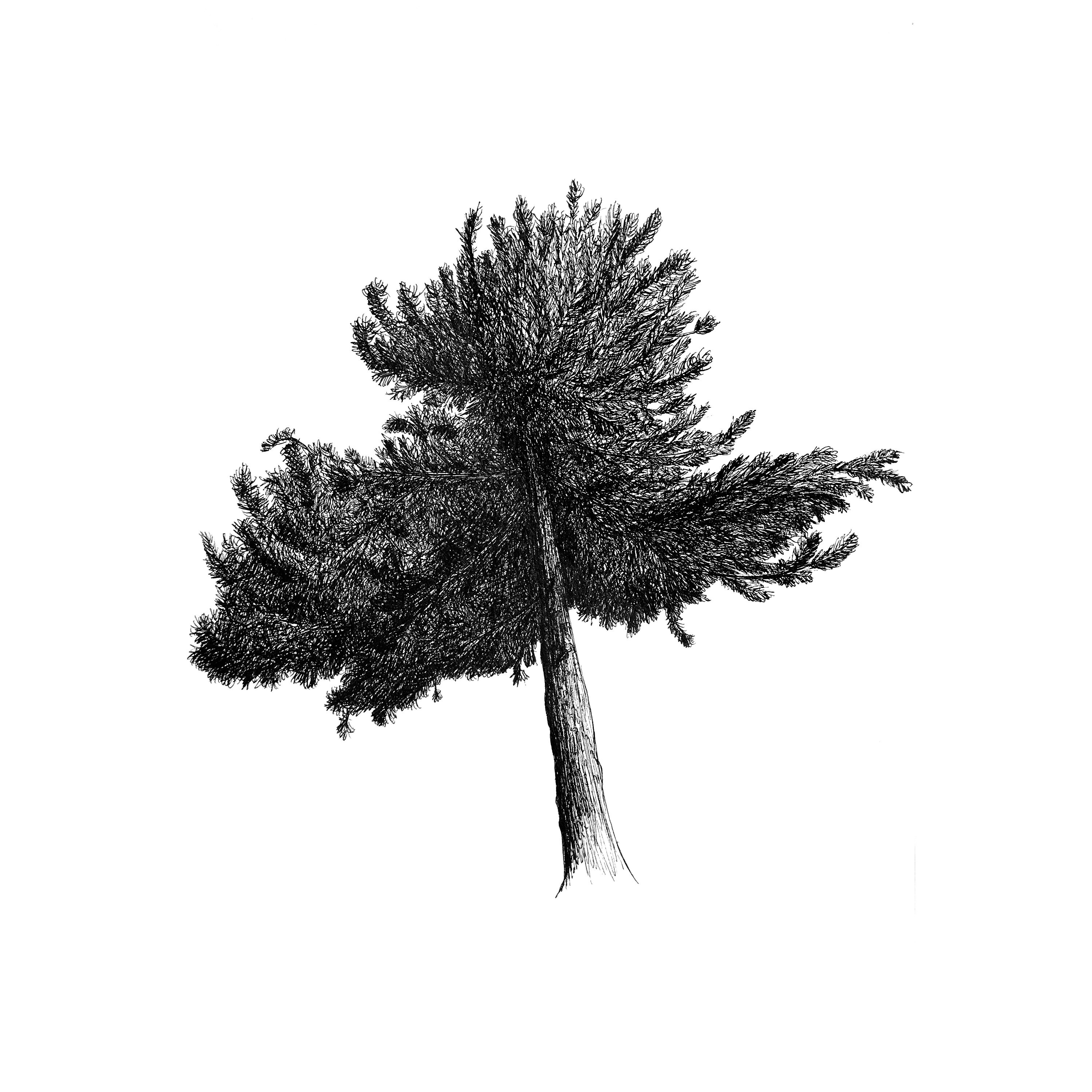 Affiche A4 Arbre, Catherine, Dessin, Édition Limitée, Numérotée et Signée | Vendu Sans Cadre