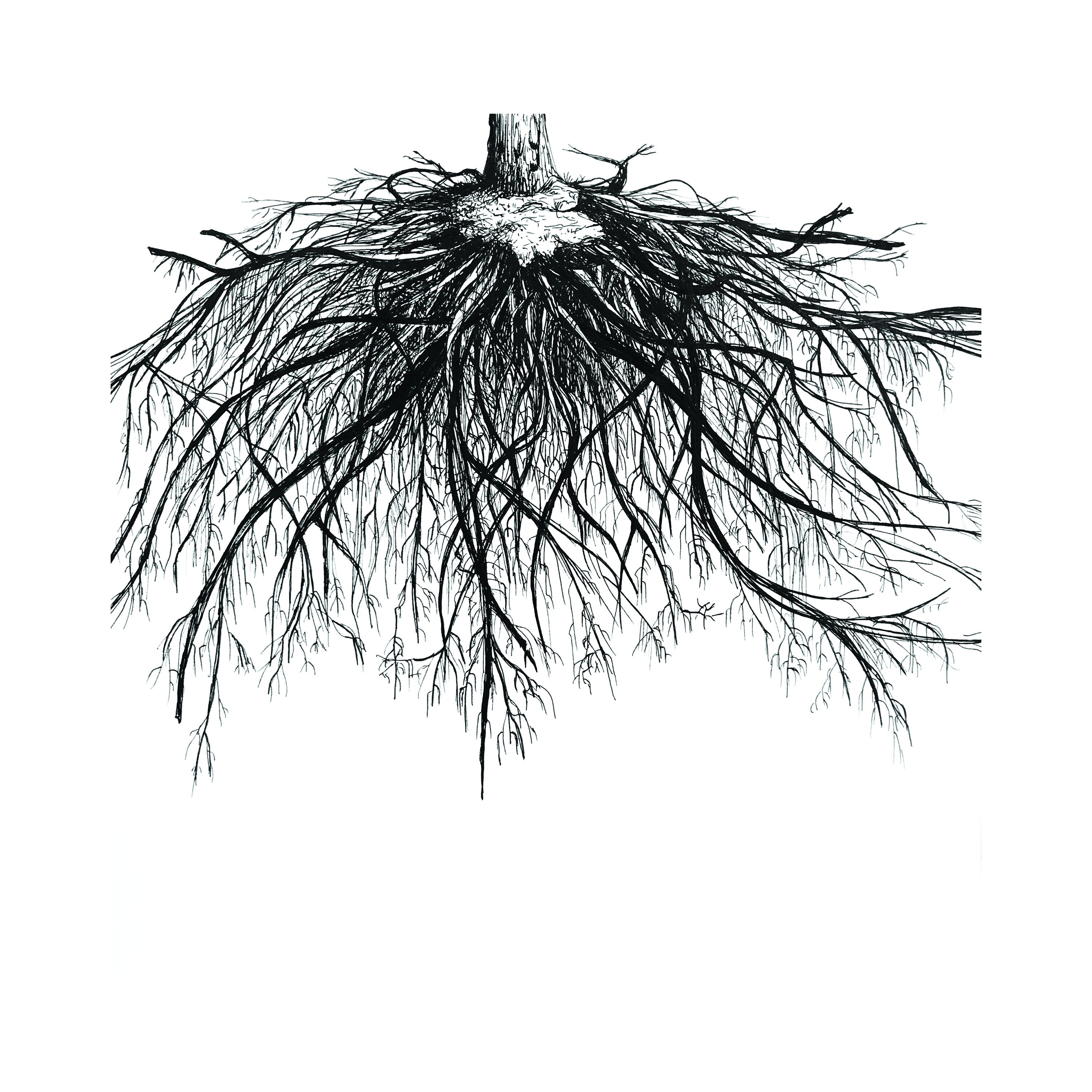 Affiche A5 Arbre, Achille, Dessin, Édition Limitée et Signée | Vendu Sans Cadre