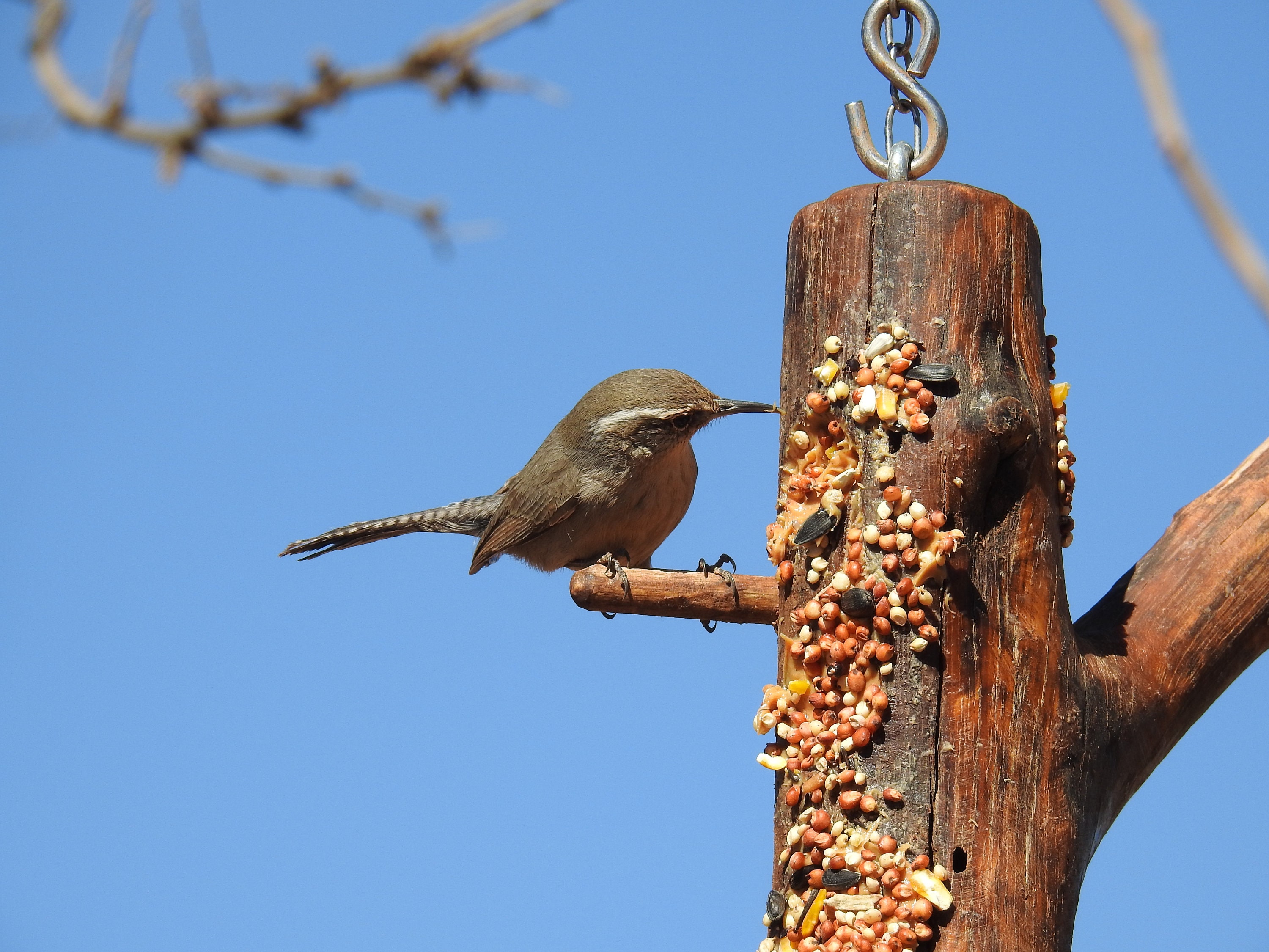Juniper Peanut Butter Bird Feeder Natural Rustic Outdoor Etsy UK