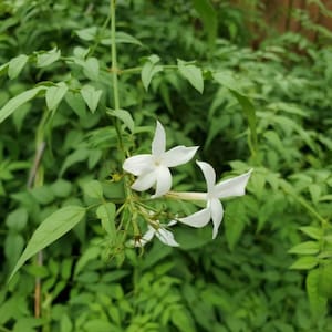 10 Fragrant Jasmine Officinale Cuttings SC Grown Chemical and Pesticide Free image 2