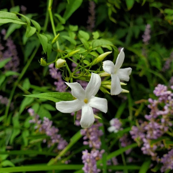 10 Fragrant Jasmine Officinale Cuttings SC Grown Chemical and Pesticide Free