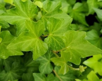 10 English Ivy Cuttings SC Grown Chemical and Pesticide Free Perennial
