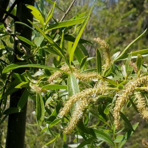 2- 12"+ White Willow Rooted Starter Tree Salix Alba SC Grown Chemical and Pesticide Free