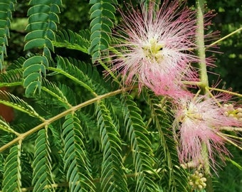 10 Pink Mimosa Cuttings SC Grown Chemical and Pesticide Free