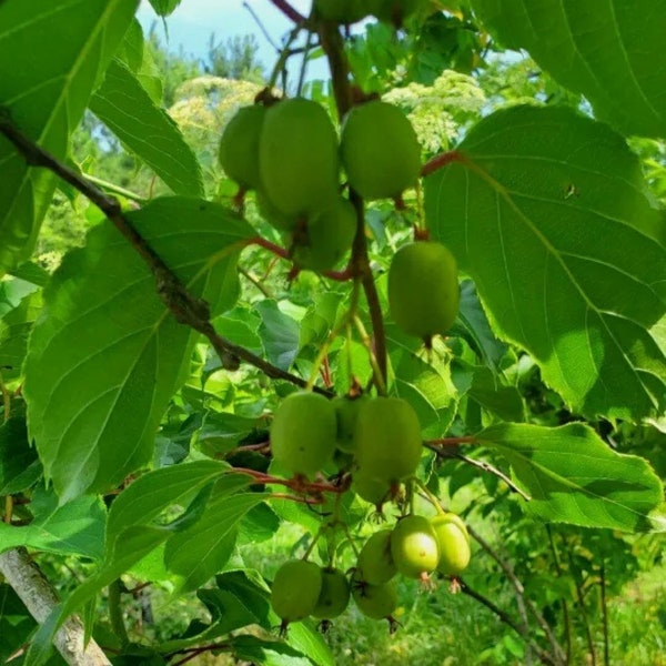 3 KIWI Rooted Starter Plants-  2 Female "Anna" 1 Male "Meader" Chemical Free SC Grown Cold Hardy Grape Size