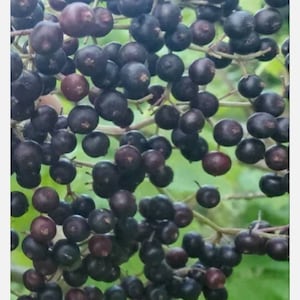 10 + 2 FREE Fresh Black Elderberry Cuttings From Bearing Bush SC Grown Make Syrup With Berries