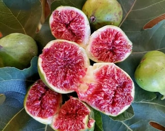 Variety Bundle! 9 Fig Stem Cuttings total, 3 Different Varieties SC Grown Cold Hardy Produces Delicious and Sweet Figs