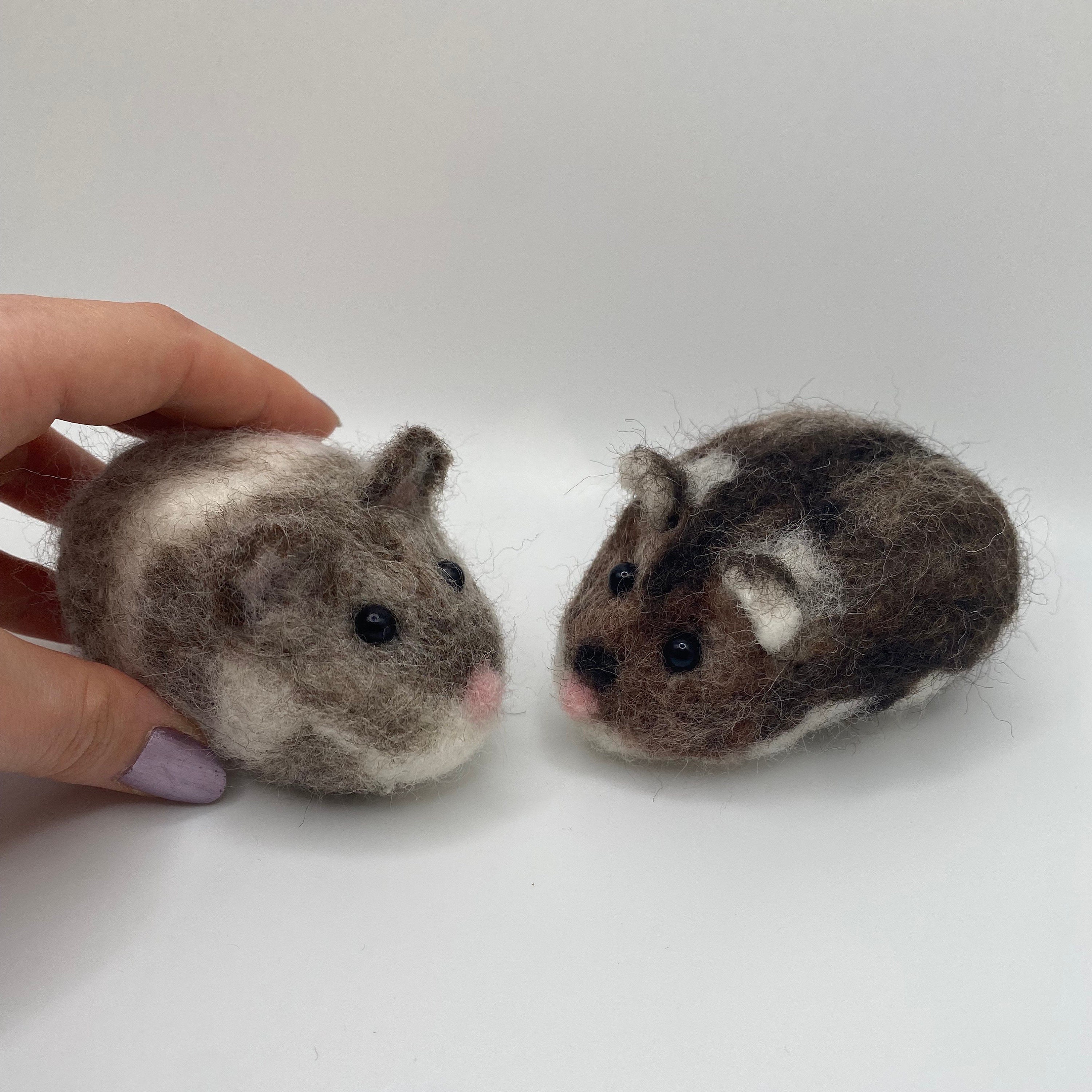 Syrian Short Coat Hamsters For Sale at Pet Lovers Centre Singapore