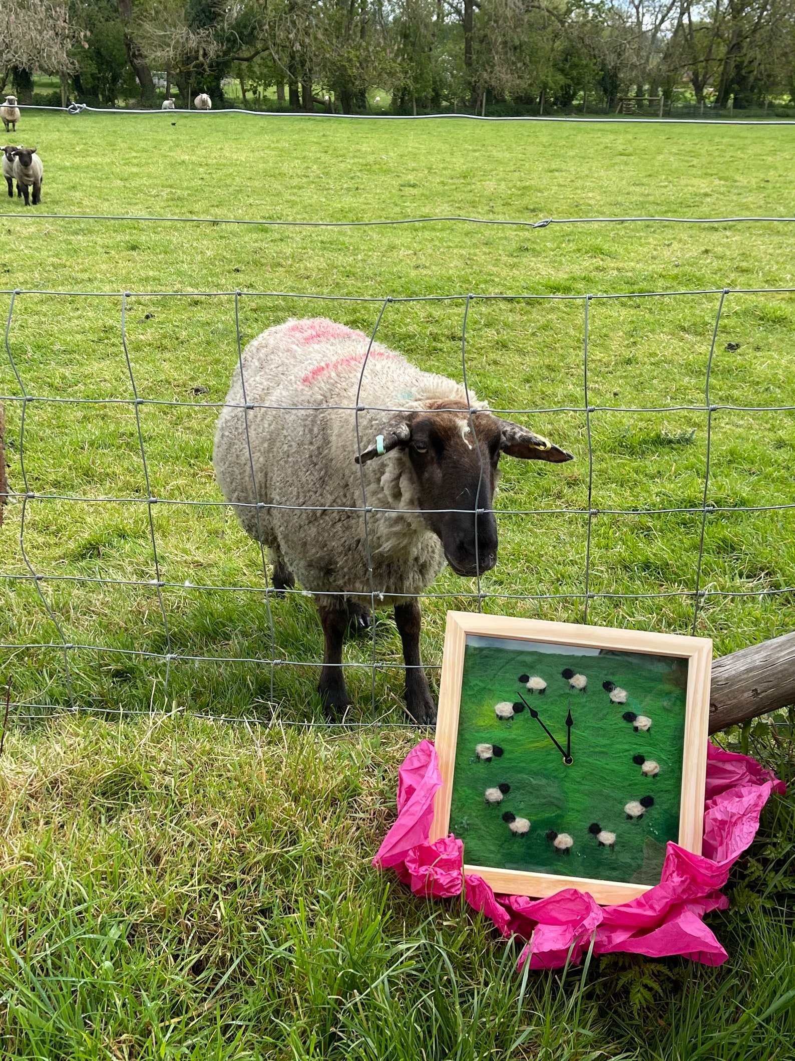 Shropshire felted sheep clock Etsy.de