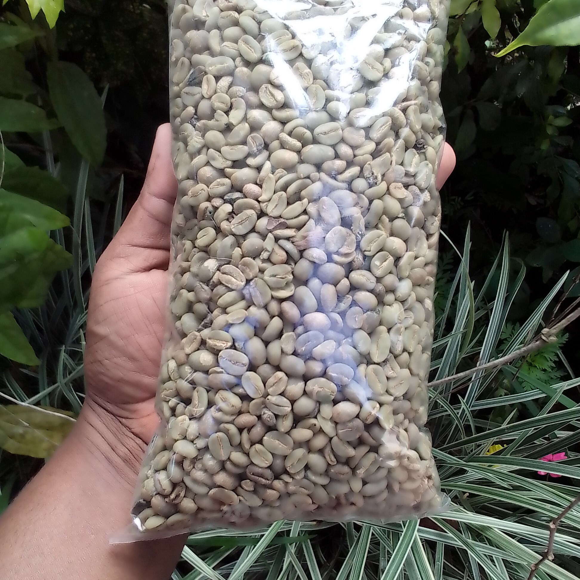 Robusta Green Coffee Beans Unroasted. Sri Lankan home made Etsy