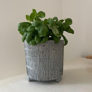 Può includere: Una pianta di basilico verde brillante che cresce in un vaso cilindrico in ceramica grigia. Il vaso presenta una superficie testurizzata con nervature verticali e piccoli piedi discreti alla base, offrendo una base stabile alla pianta.