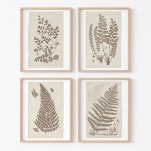 Może przedstawiać: Zestaw czterech oprawionych botanicznych grafik przedstawiających szczegółowe ilustracje paproci w odcieniach brązu na kremowym tle. Grafiki są w prostych drewnianych ramach.