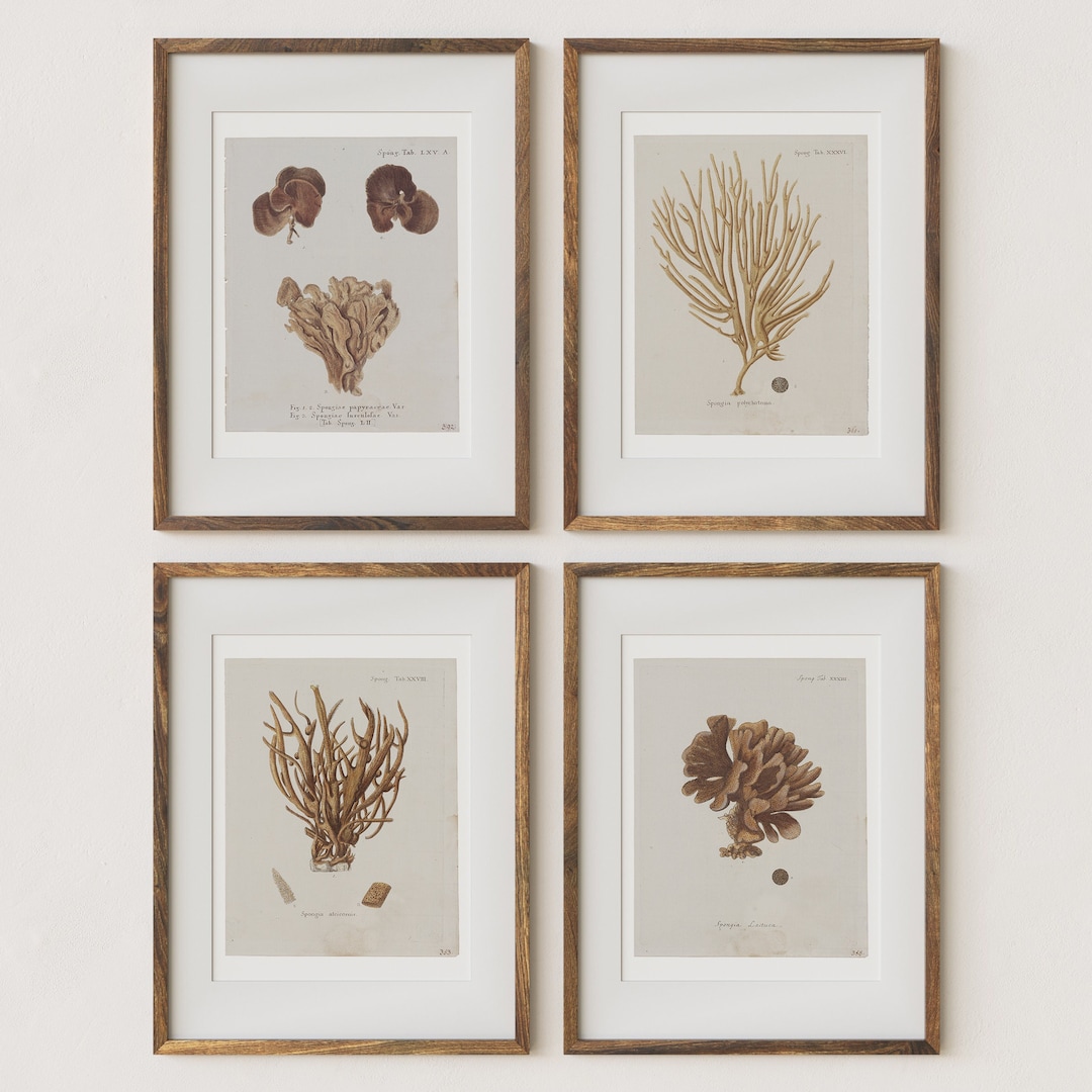 Image showcasing Antique Coral Specimens Prints: Vintage Farmhouse Wall Art (digital ...
