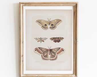 Antique Moth Wall Art | 4x5 Ratio Printable Instant Download | Butterfly Specimen Poster for Bedroom, Living Room, Office | Farmhouse Decor