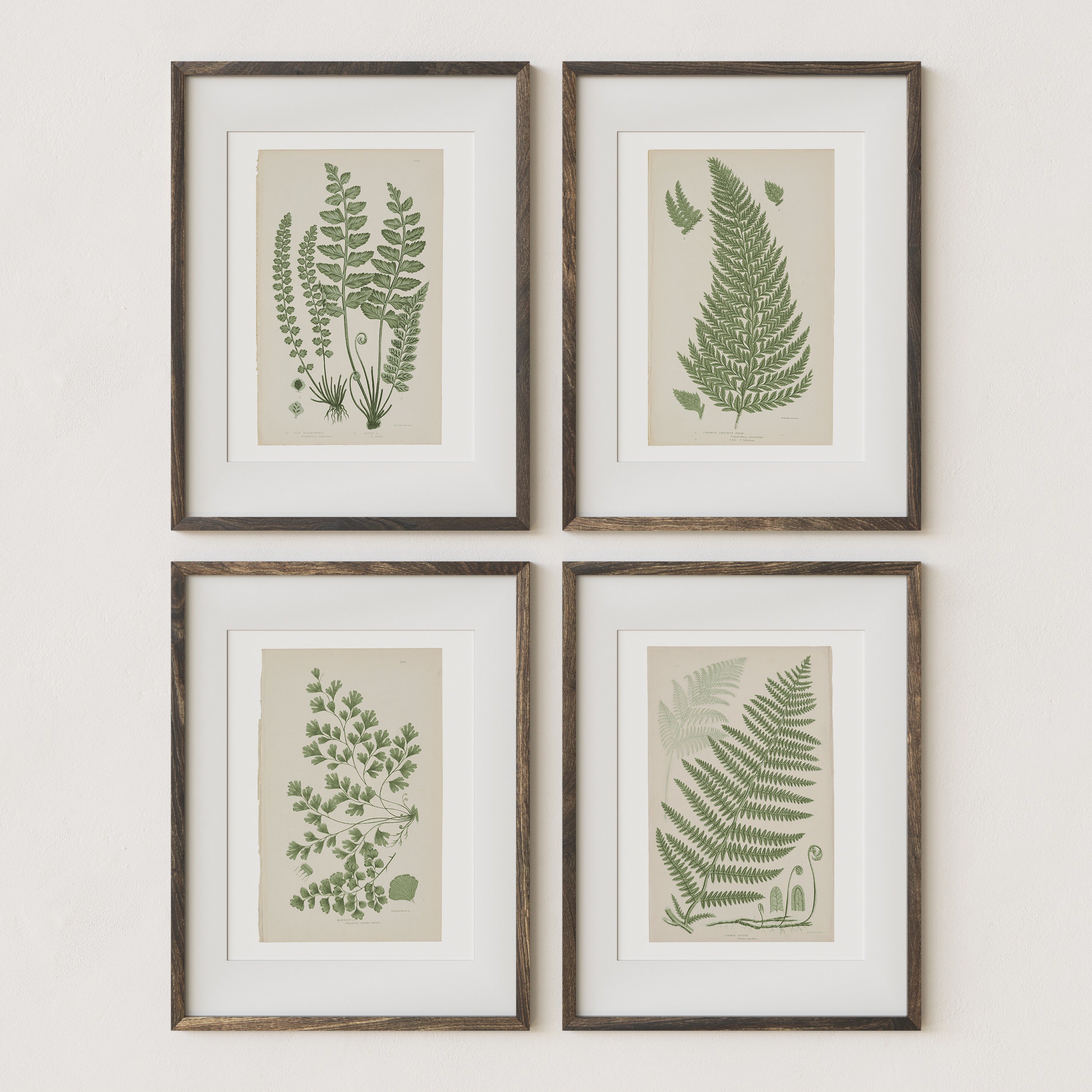Vintage Fern Botanical Gallery Wall Print SET of 4 | Rustic Wall Decor ...