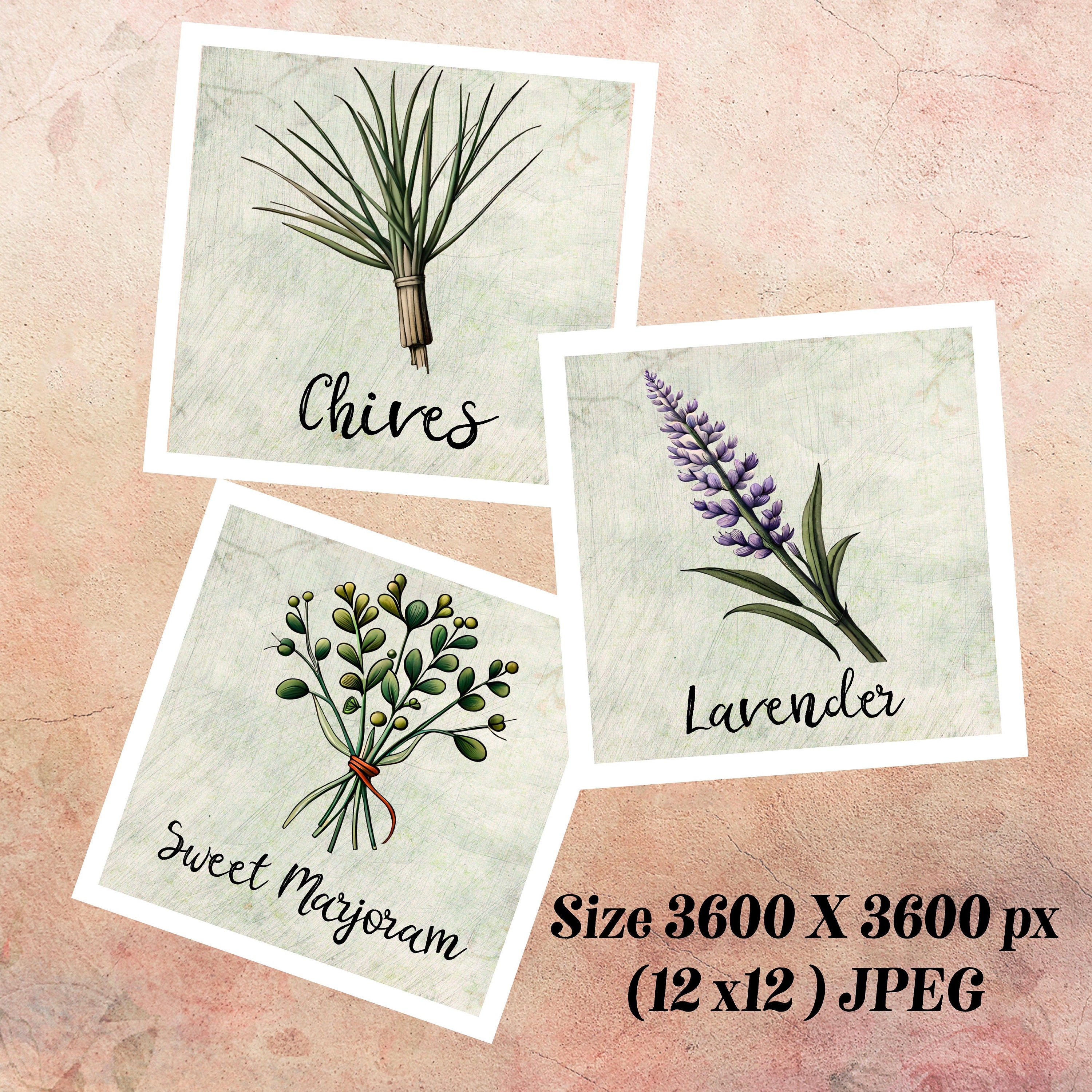 Printable Kitchen Herb Images 20 JPEG Digital Pictures of Kitchen ...