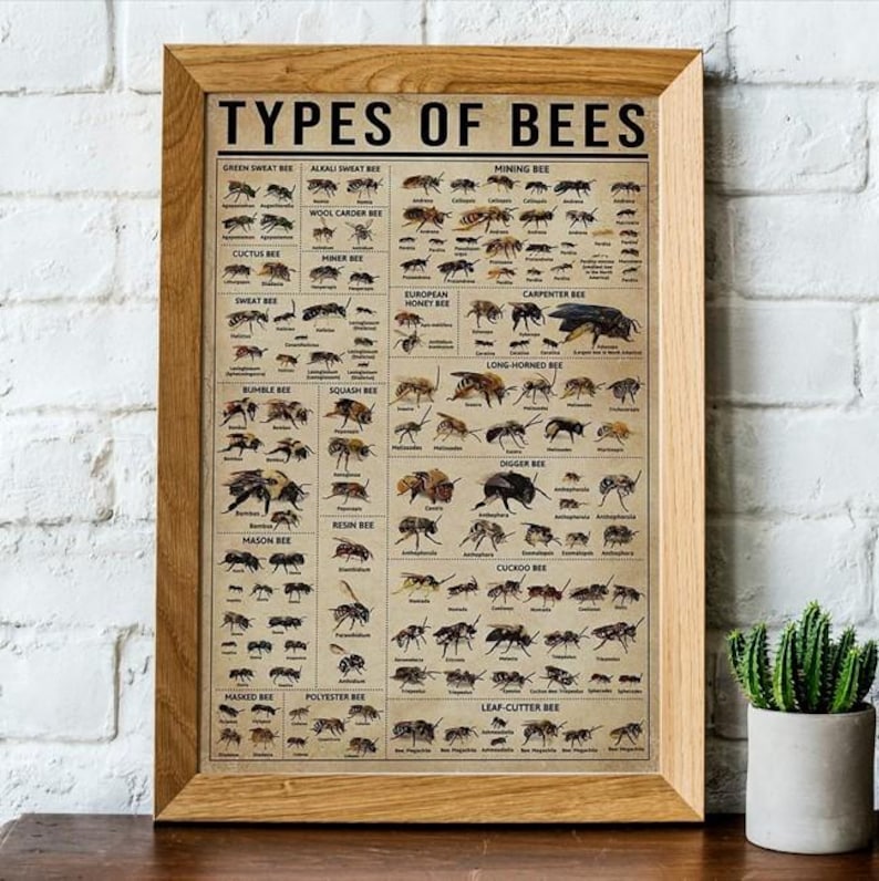 Types of Bees Knowledge Poster, Bee Knowledge Print Poster Wall Art ...