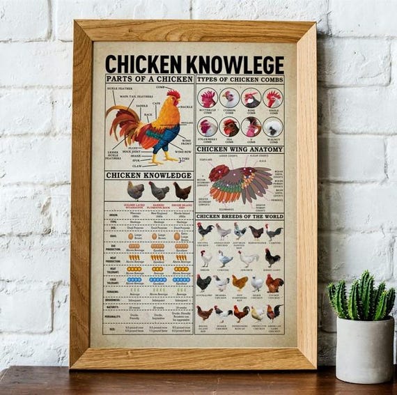Chicken Knowledge Poster, Chicken Breeds of the World Print Poster