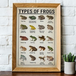 Frog Types Poster, Frog Knowledge, Gift For Animal Lovers, Poster No Frame