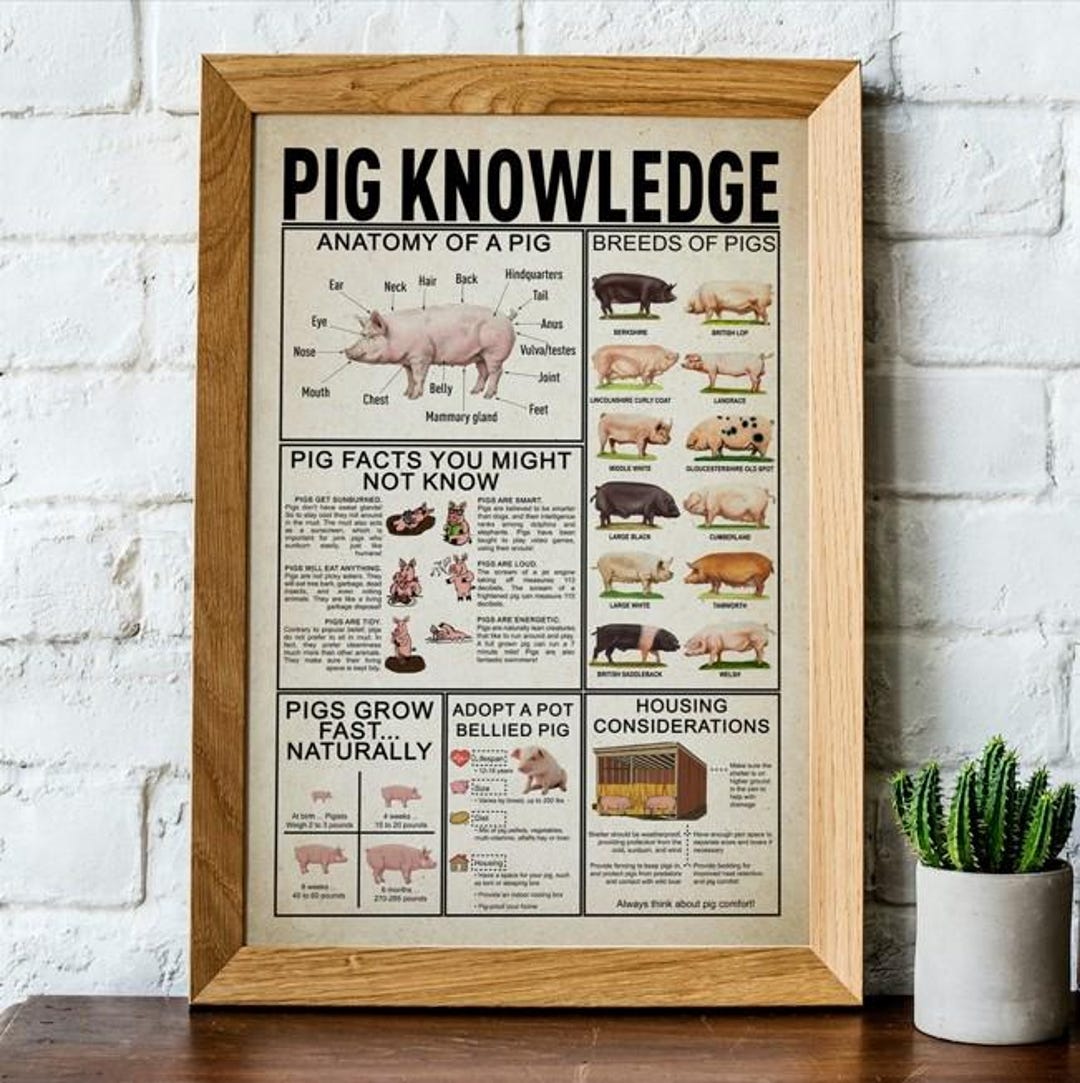 Pigページ Pig Knowledge Poster, Breeds of Pigs, Pig Facts Knowledge Poster