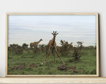 X Giraffes Photography Print ~ Into the Wild in Tanzania Safari ~ Photography Prints Original Artwork ~ Home Decor Wall Art for Living Room