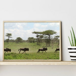 May include: A framed photograph of a savanna landscape with a herd of wildebeest running through the grass. The photo is displayed on a wooden shelf with a potted plant.