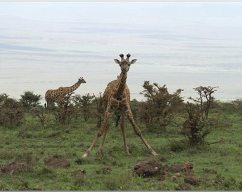 Giraffes Photography Print ~ Into the Wild in Tanzania Safari ~ Photography Prints ~ Original Artwork ~ Home Decor Wall Art for Living Room