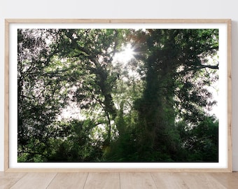 X Blurry Photo of a Magical Secret Garden ~ Fine Art Photo ~ Trees Picture ~ Home Decor Living Room Wall Art ~ Original Artwork Work of Art