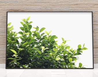 X Original Photography Print ~Treetop ~ Fine Art Photo ~ Home Decor Wall Art For any Room ~ Original Artwork ~ Nature Loving ~ Work of Art