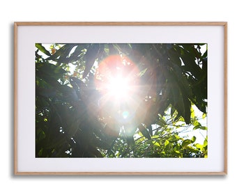 X Tree Photography Print ~ Fine Art Photo ~ Sunshine Picture ~ Home Decor Wall Art For Living Room ~ Original Artwork Beautiful Work of Art