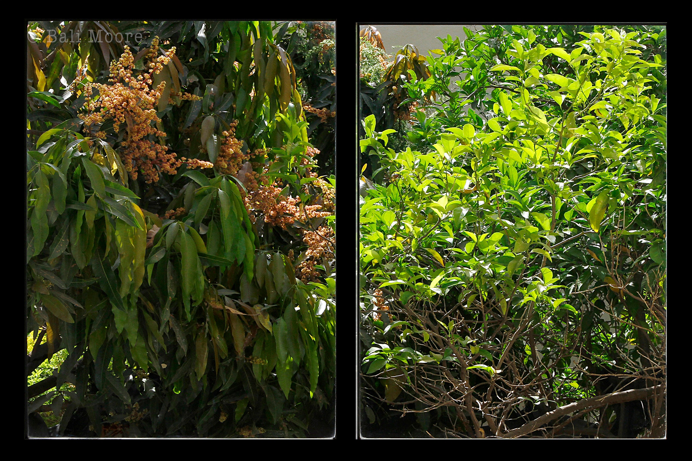 X Window View Photo Print ~ Mango Tree and Orange Tree Picture Through ...
