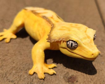 Yellow Eyelash Crested Gecko Lizard Figure - Hand Painted Resin Reptile - Tail and Tailess Option