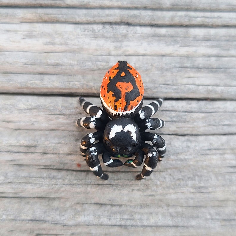 May include: A black and white spider with an orange and black patterned cephalothorax. The spider has a green spot on its abdomen.