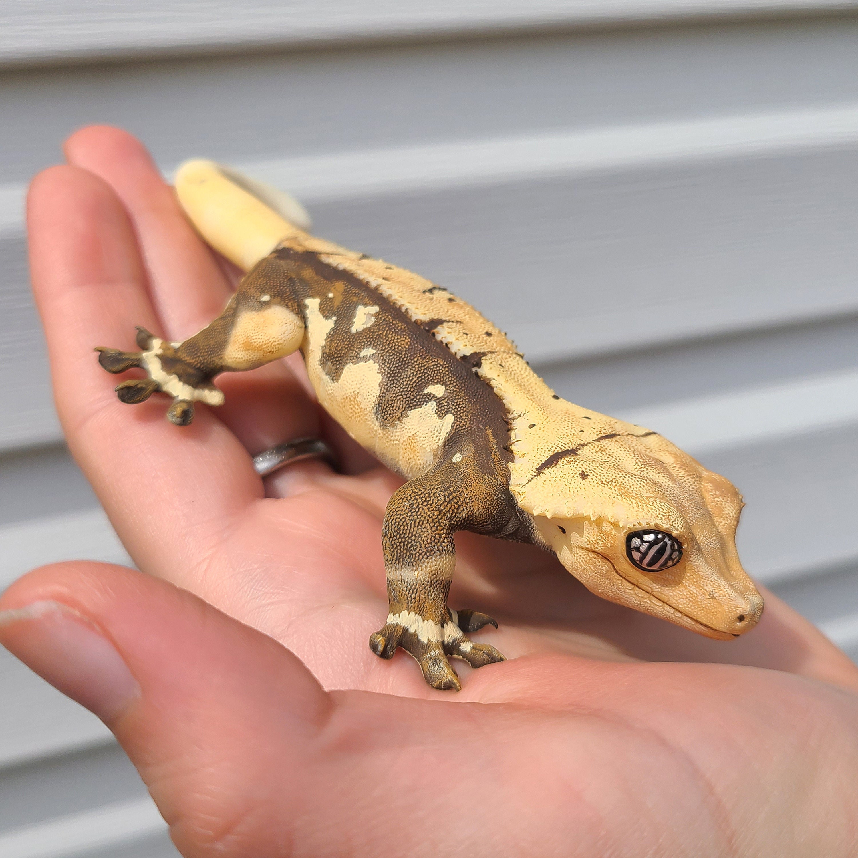 Harlequin Eyelash Crested Gecko Lizard Figure - Hand Painted Resin Reptile - Tailess Option