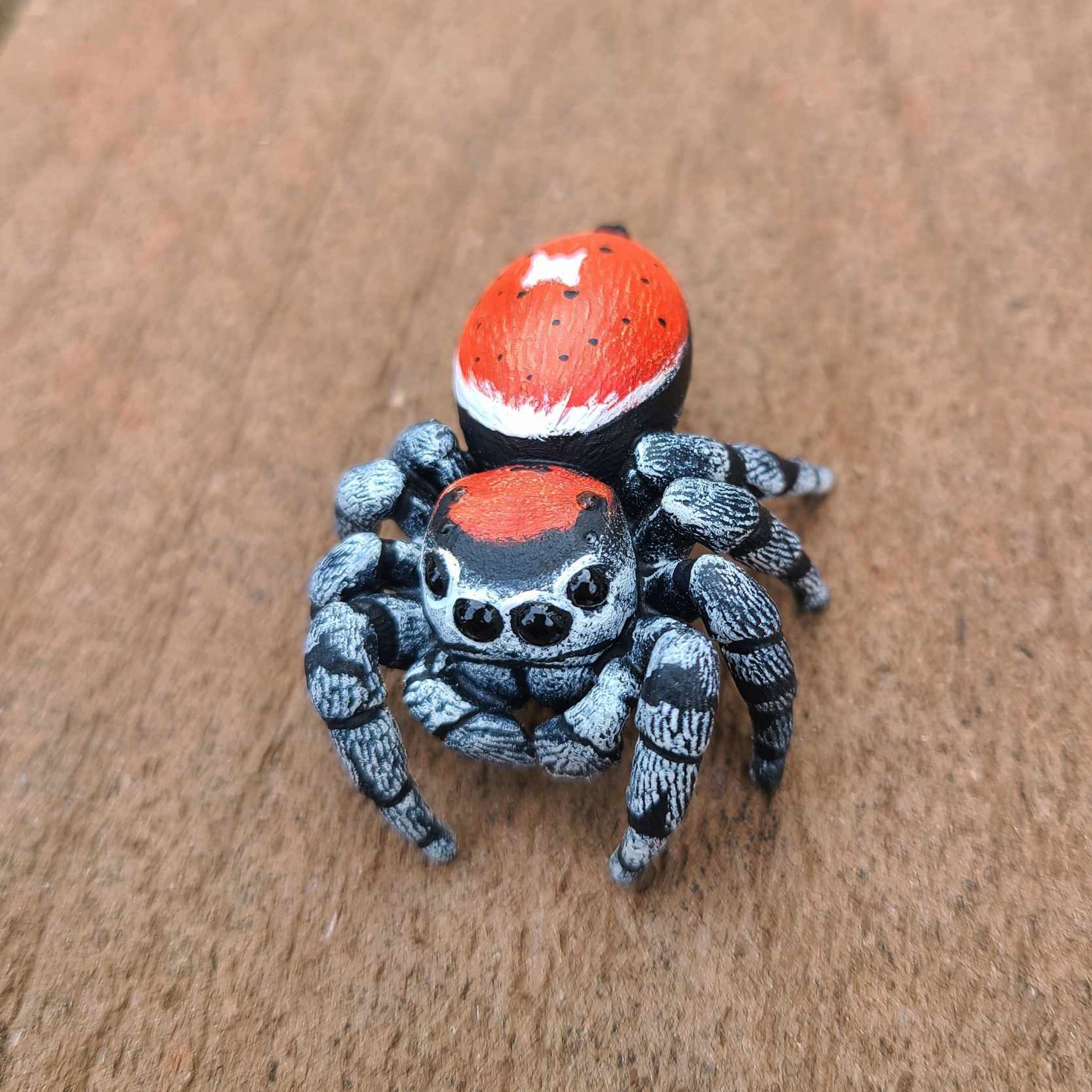 California Red Jumping Spider Figure- Male Phidippus Adumbratus