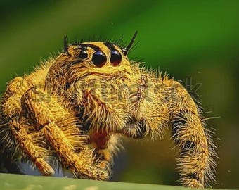 Yellow Heavy Jumping Spider Figure - Hyllus diardi - Hand Painted Resin Spider