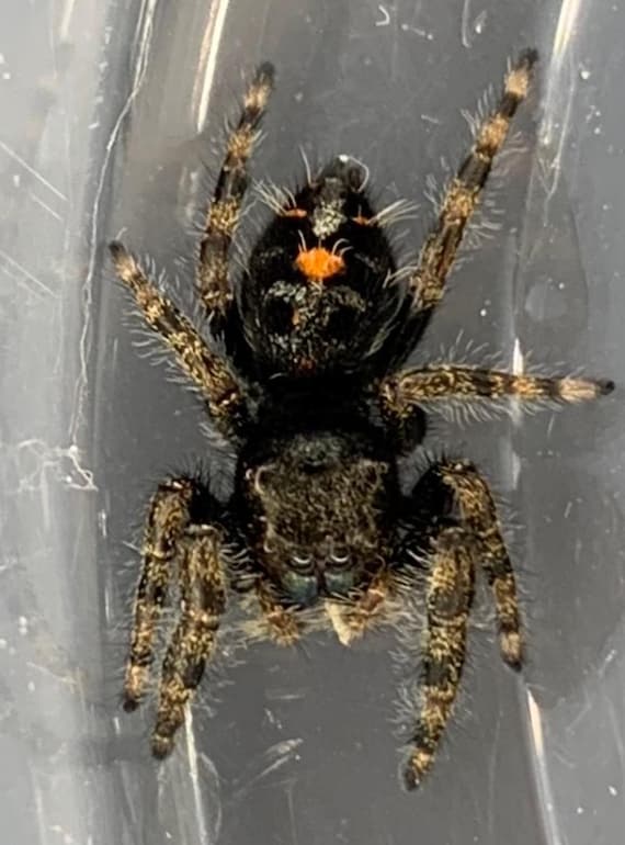 Pumpkin Bold Jumping Spider Figure - Phidippus Audax - Hand