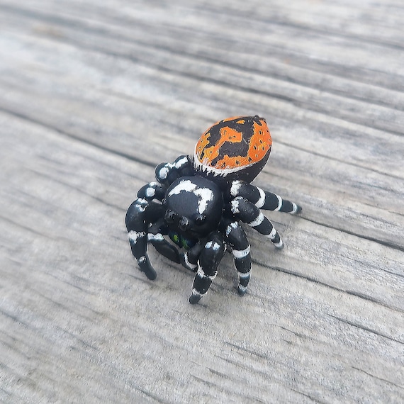 Spider  Bold Jumping Spider Figure - Bryantae Form - Phidippus Audax